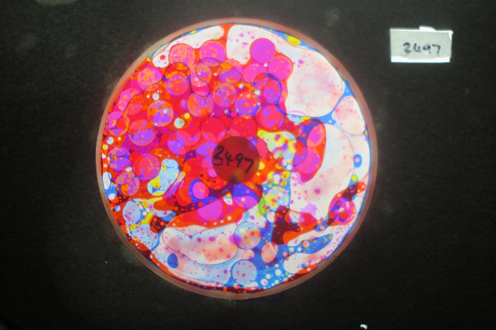 BV3497 bubble vision oil wheel